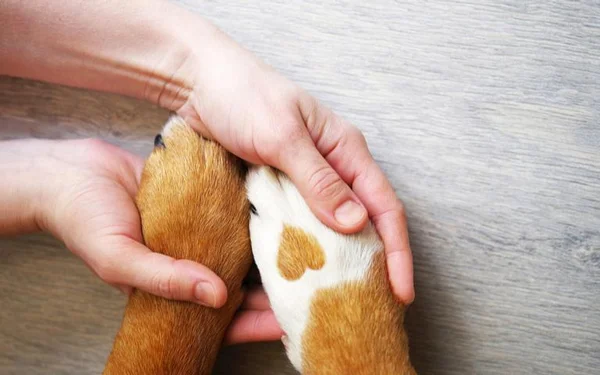Pata de cachorro sendo segurada por mãos humanas