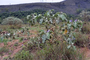 A fruta-do-lobo, cujo nome científico é Solanum lycocarpum, é um arbusto ou pequena árvore que pode atingir até 5 metros de altura