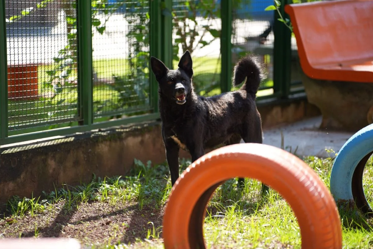“Impostor Alemão” e mais: Prefeitura de SP terá feira de adoção de animais - imagem 9 “Impostor Alemão” e mais: Prefeitura de SP terá feira de adoção de animais - imagem 9