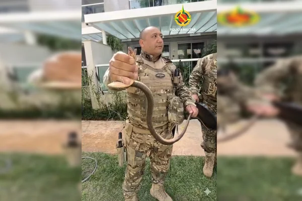 Olha a cobra! Serpente é encontrada dentro de condomínio na Asa Sul