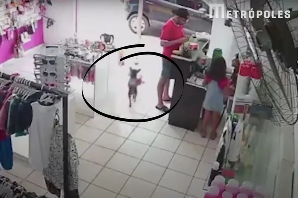 O cachorro Thor furtou o ursinho de pelúcia em uma loja de roupas infantis