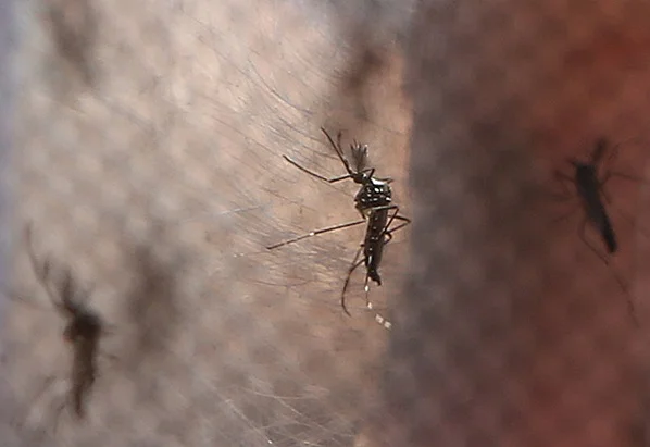 Dengue registra 44.684 casos e 43 mortes no Distrito Federal