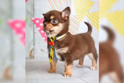 Animal furtado em RS