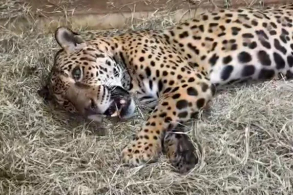 Onça Pintada Jack, do Zoológico em Sorocaba