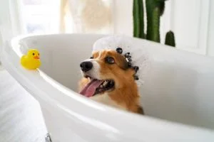Pet saudável: 7 cuidados simples de higiene para prevenção de doenças