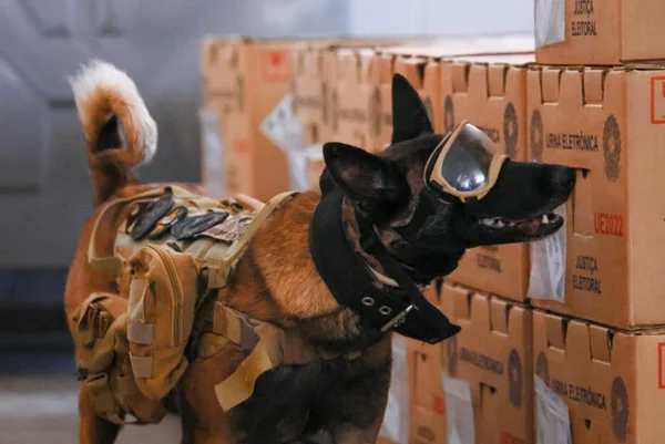 Cães farejadores da PMDF vistoriam urnas eletrônicas a 5 dias do 2° turno - destaque galeria