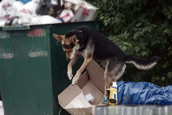 cão pastor cavando com a cabeça na lata de lixo. problema do lixo e dos animais. Cachorro brincando com lixo