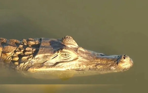 imagem colorida jacare lagoa grande goias