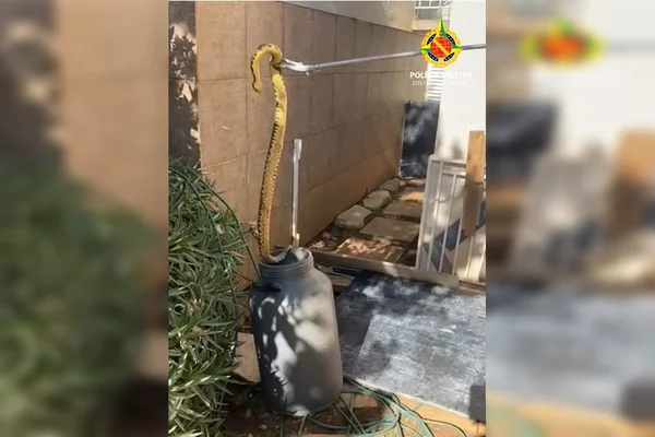 Cobra sendo retirada de vaso em quintal de casa