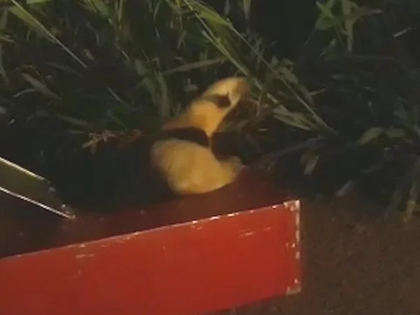 Acuado por cães, tamanduá-mirim é resgatado por bombeiros