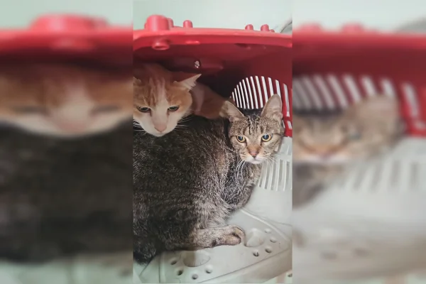 Abandono de gatos