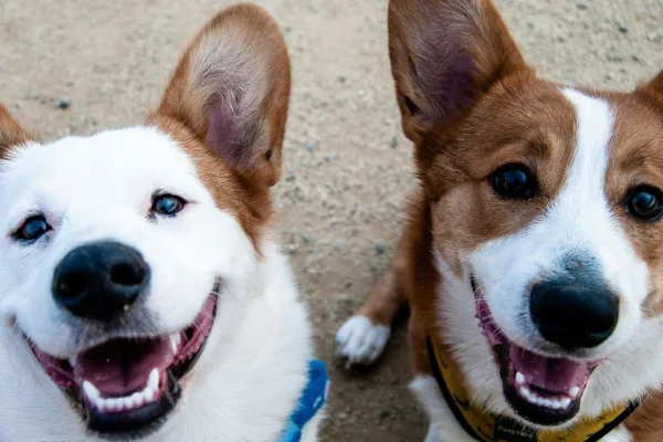 Casal pede guarda compartilhada de cães - Metrópoles