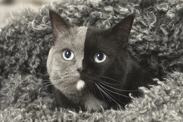 Metade fofura, metade lindeza! Gata tem rosto dividido por duas cores