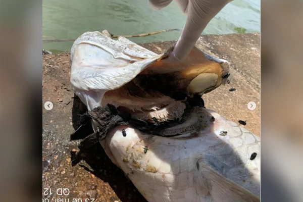 imagem colorida pirarucu morto com bone na boca goias