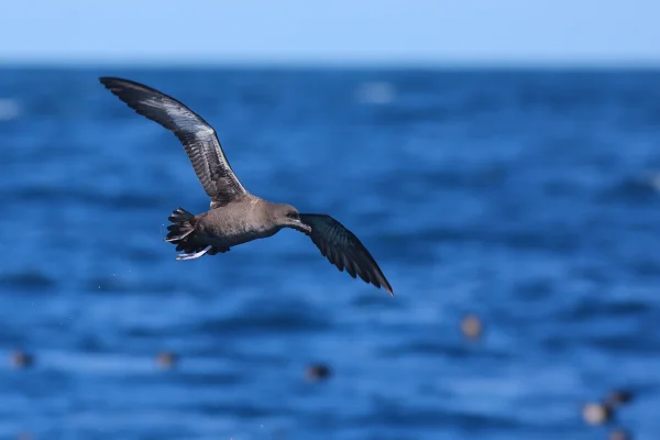 Foto colorida de pardela-listrada em pleno voo. Por que aves marinhas fazem cocô tantas vezes durante o voo