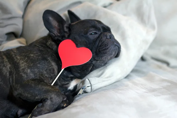 Doenças cardíacas em cães e gatos: tudo o que você precisa saber
