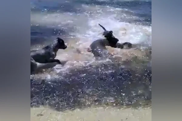 Vídeo: cães brincam com tubarões em praia da Austrália