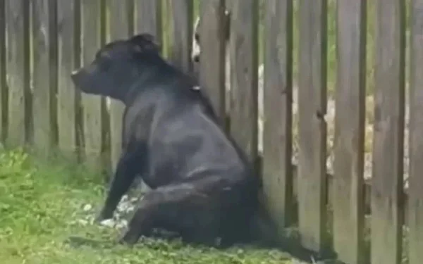 Cachorro na cerca recebendo massagem