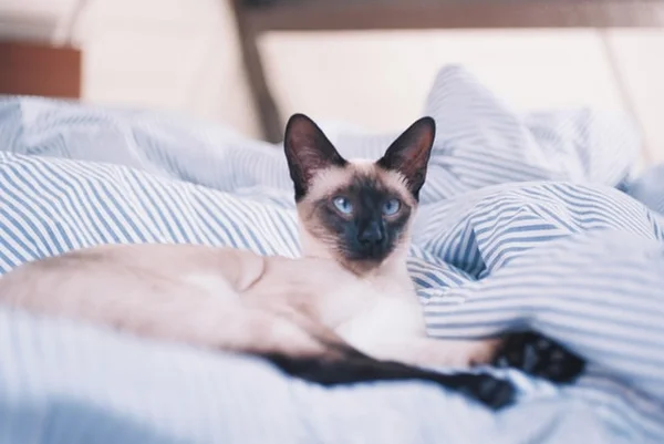 Imagem colorida de gato siamês deitado na cama