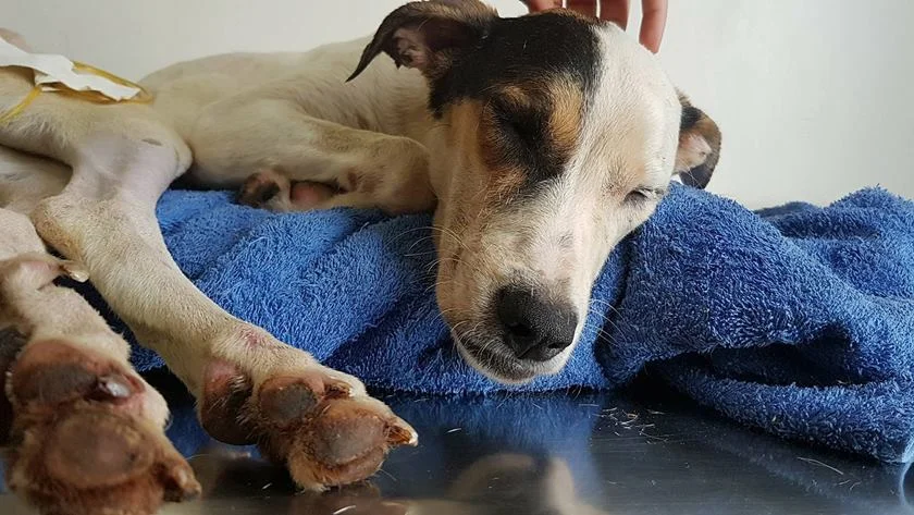 A cachorra se prepara para mais uma cirurgia neste sábado (4/11) A cachorra se prepara para mais uma cirurgia neste sábado (4/11)