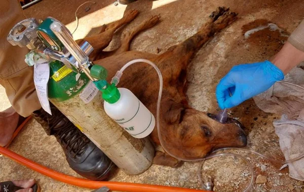 Foto colorida de cachorro após ser resgatado - Metrópoles