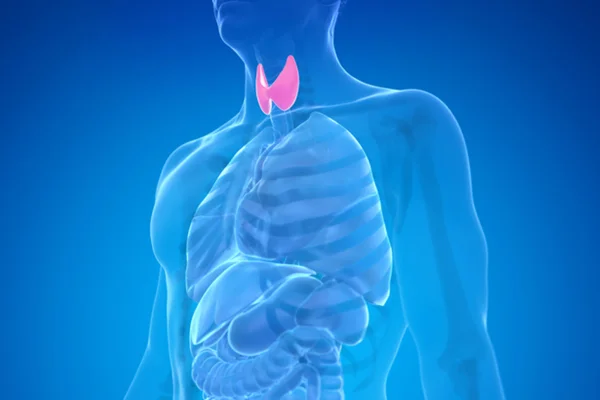 Ilustração de tireoide em corpo humano - Metrópoles