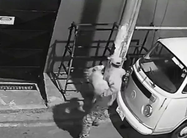 Câmera filma morador de Mairinque (SP) tentando matar cachorra; vídeo