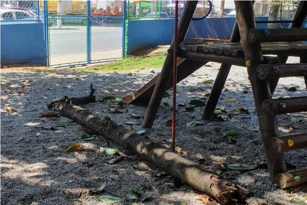 Em foto colorida tronco de árvore caído no chão ao lado de balanço - Metrópoles