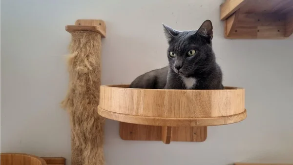 Gato em cima de uma cama especial