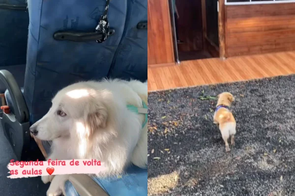 Foto colorida de um cachorro no ônibus - Metrópoles