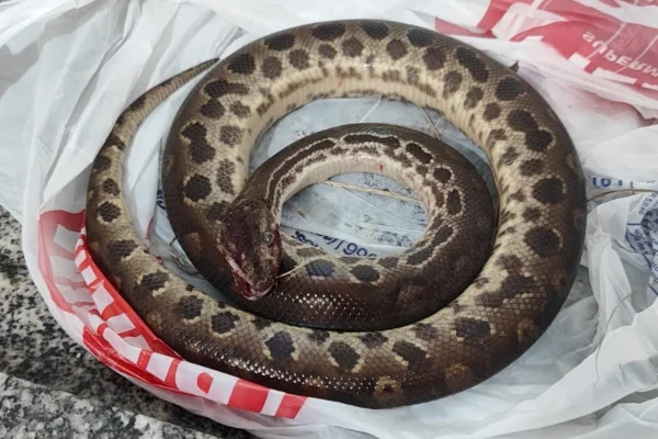 Imagem colorida de uma cobra sucuri morta - Metrópoles