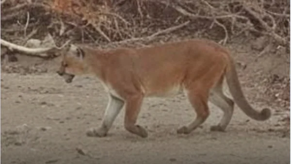 onça parda avistada no ceará