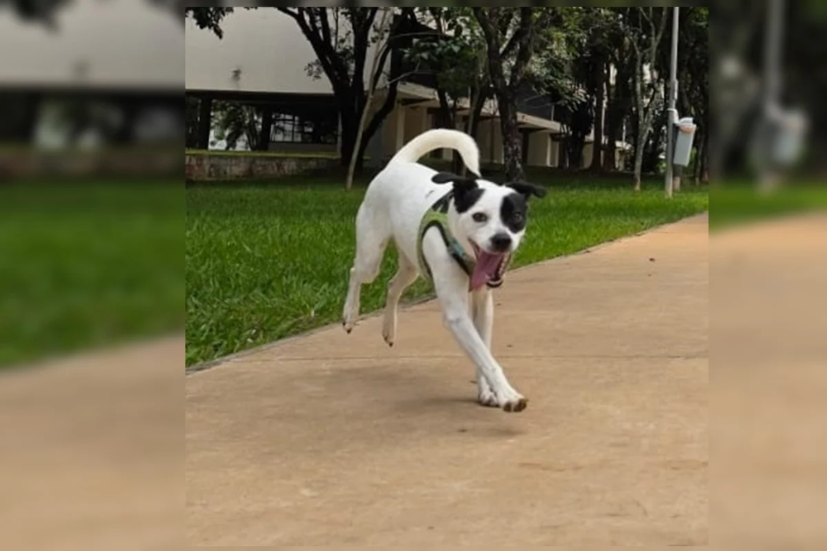 Cachorrinha que fugiu às vésperas de viagem de família morre atropelada - imagem 3 Cachorrinha que fugiu às vésperas de viagem de família morre atropelada - imagem 3