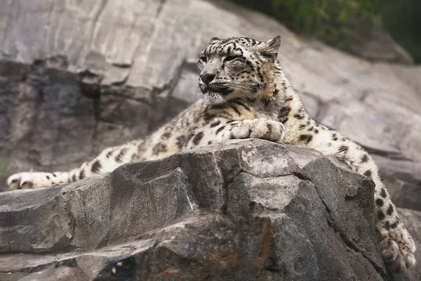Zoológico do Reino Unido defende abate de leopardo-das-neves que fugiu