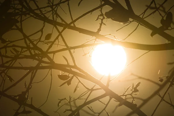 Foto colorida mostra vegetação seca com sol ao fundo - Metrópoles