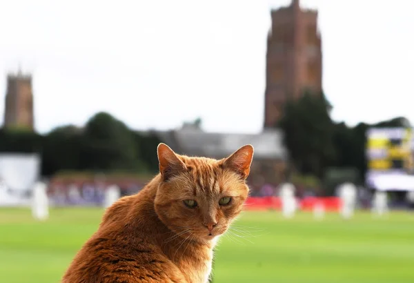 Gato invade gramado nos EUA e quase é atropelado por atacante