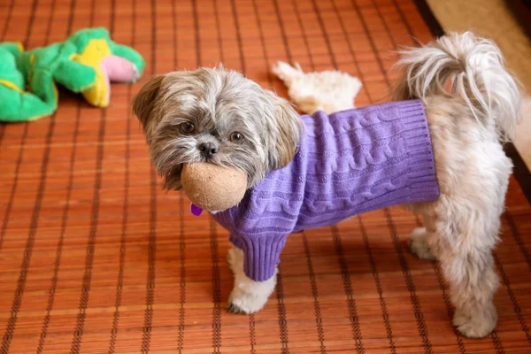 Cachorro vestido