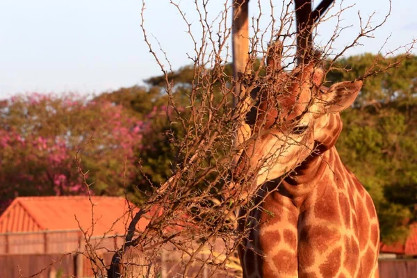 Zoológico do DF abrirá 108 vagas para voluntários