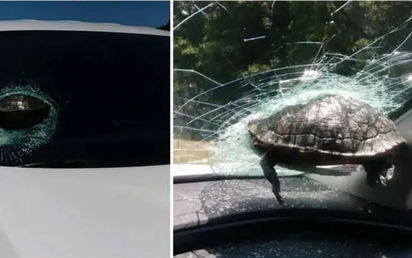 “Tartaruga voadora” atravessa para-brisa de carro e assusta motorista