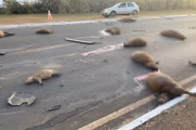 Doze capivaras morreram na hora