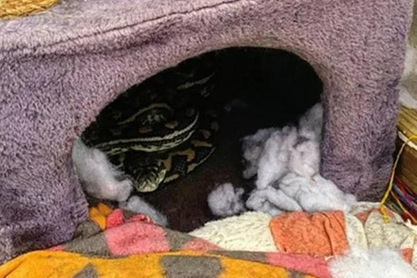 Família se assusta ao encontrar cobra píton na casinha do gato