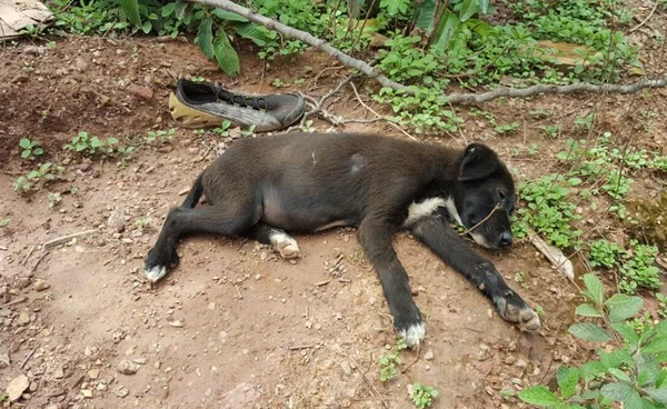 Homem preso por maus-tratos tinha cão e gato mortos no quintal
