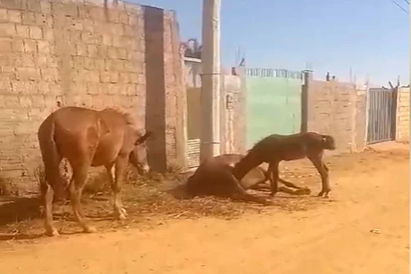 Os moradores de São Sebastião tem reclamado da quantidade de cadáveres de animais mortos jogados nas ruas da região. Um vídeo, registrado na tarde dessa segunda-feira (8/7), mostra o momento em que uma égua, mesmo morta, amamenta seus filhotes.