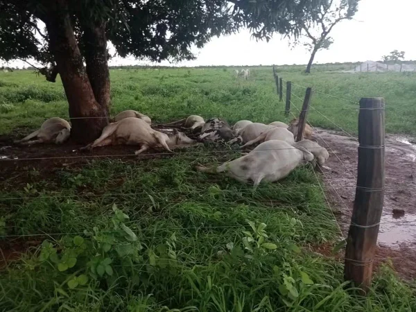 Vacas embaixo de árvore