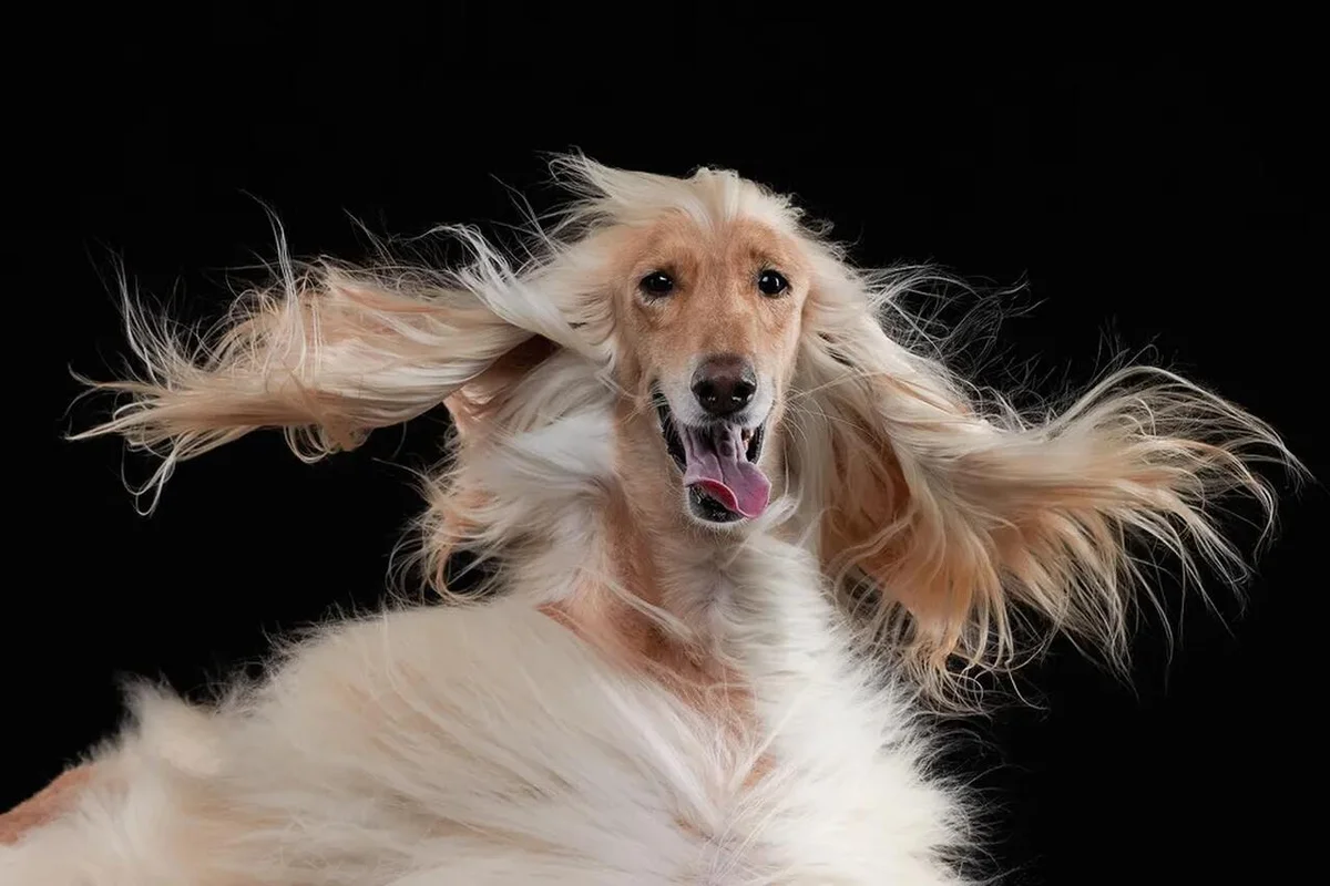 'Oscar', finalista Comedy Pet Photo Awards — Foto: Lana Polykova/Comedy Pets 'Oscar', finalista Comedy Pet Photo Awards — Foto: Lana Polykova/Comedy Pets