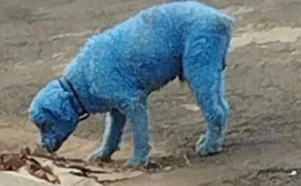 Fotografia colorida de cachorro que foi pintado de azul