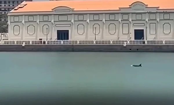 Imagem colorida de golfinho nanando em Recife