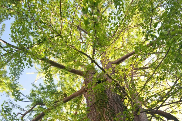 Ginkgo biloba