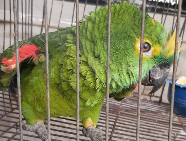 papagaio