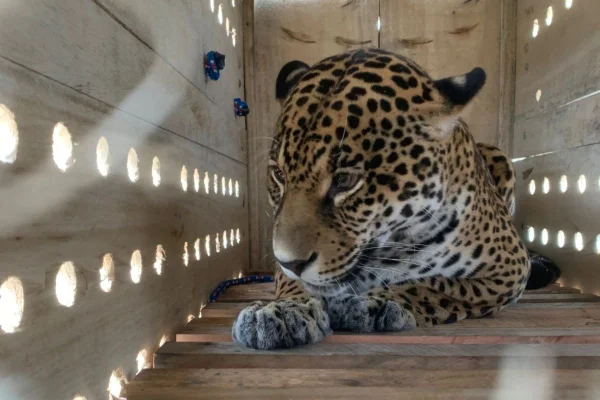 Ruana, a onça-pintada, veio ao Zoológico de SP para conservar a diversidade e o manejo responsável da espécie. O animal segue em quarentena - Metrópoles